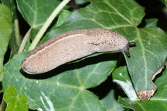 Tandonia rustica