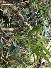 Machilus japonica