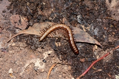 Isocladosoma maculatum