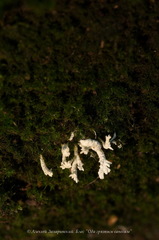 Cordyceps farinosa