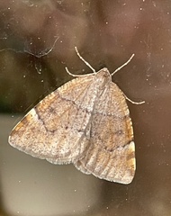 Epirranthis diversata