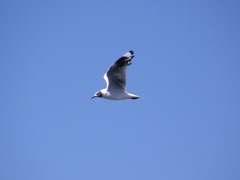 Chroicocephalus serranus