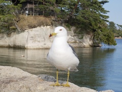 Larus crassirostris