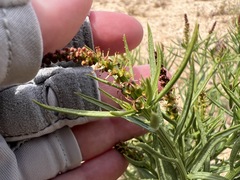 Stillingia paucidentata