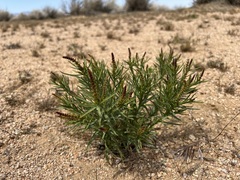 Stillingia paucidentata