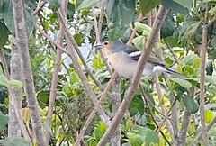 Fringilla coelebs palmae