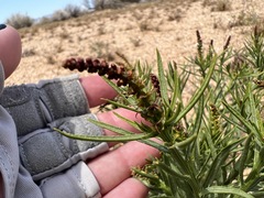 Stillingia paucidentata