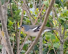 Fringilla coelebs palmae