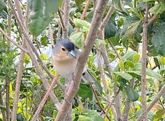 Fringilla coelebs palmae