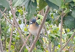 Fringilla coelebs palmae