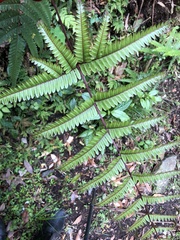 Pteris setulosocostulata
