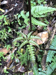 Pteris setulosocostulata