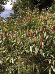 Machilus japonica