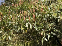 Machilus japonica
