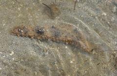 Stauropora