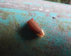 Trypanophora semihyalina