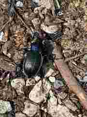 Carabus catenulatus