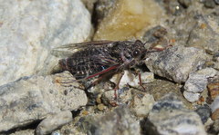 Maoricicada campbelli