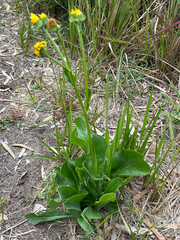 Senecio doronicum