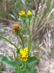 Senecio doronicum