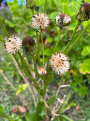 Senecio doronicum