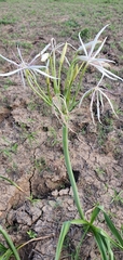 Crinum flaccidum
