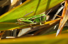 Alpinacris tumidicauda
