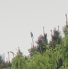 Pericrocotus divaricatus