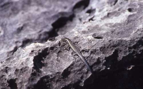 Cryptoblepharus boutonii