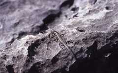 Cryptoblepharus boutonii