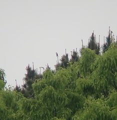 Pericrocotus divaricatus