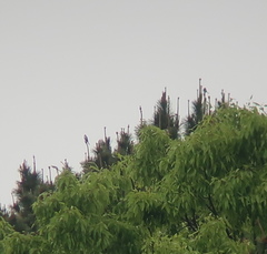 Pericrocotus divaricatus