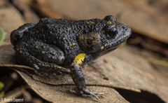 Tyler's Toadlet photo 1
