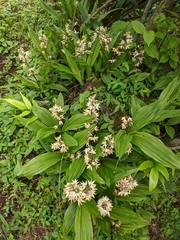 Calanthe brevicornu