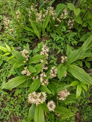 Calanthe brevicornu