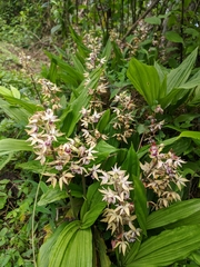 Calanthe brevicornu