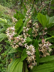 Calanthe brevicornu