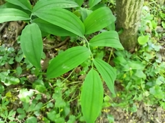 Polygonatum odoratum