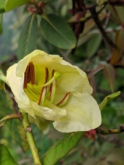 Rhododendron dalhousiae