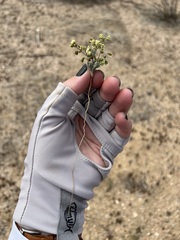 Eriogonum viridescens