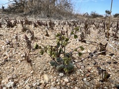Eriogonum viridescens