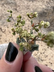 Eriogonum viridescens