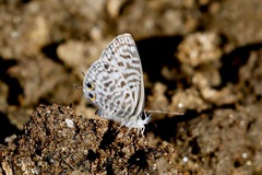 Leptotes pirithous pirithous