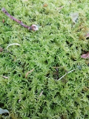 Ctenidium molluscum
