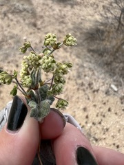 Eriogonum viridescens