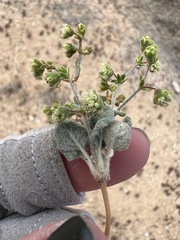 Eriogonum viridescens