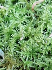 Ctenidium molluscum
