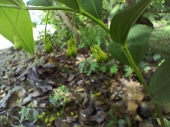 Polygonatum odoratum