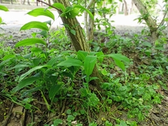 Polygonatum odoratum