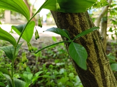 Polygonatum odoratum